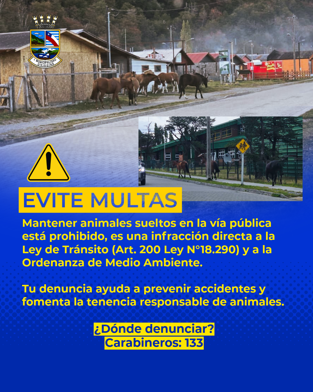 Municipalidad de O’Higgins refuerza fiscalización por presencia de animales en la vía pública